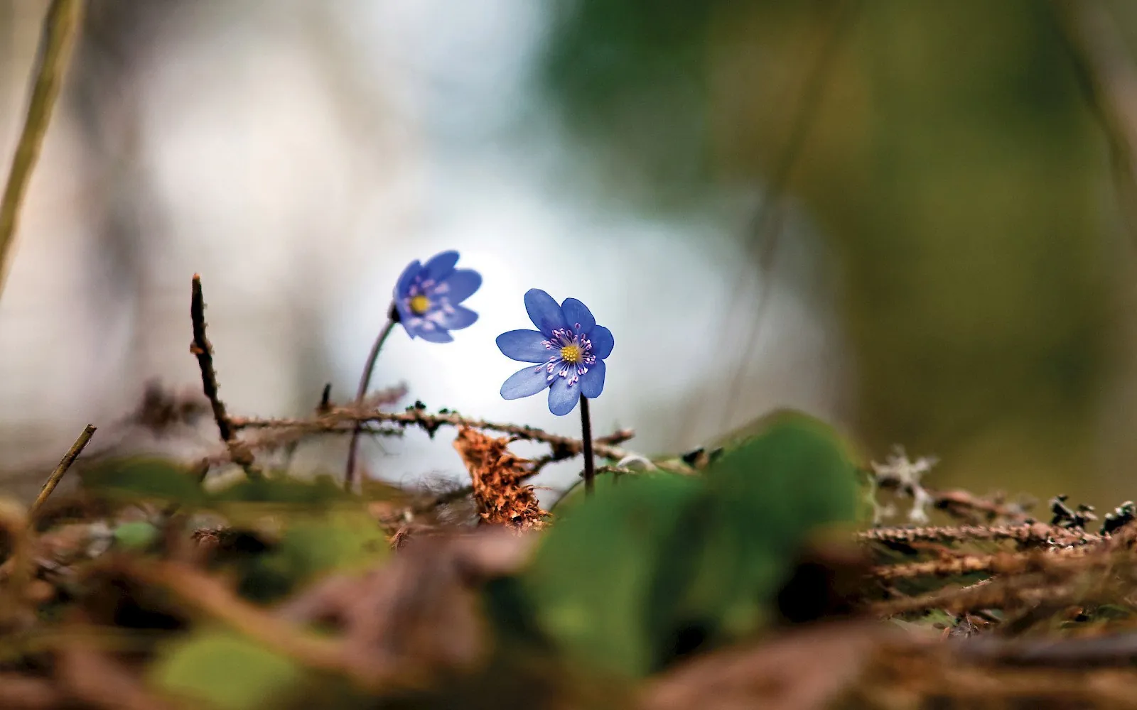 Upoznati supruga